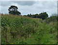 Public bridleway next to Hospital Lane in Blaby