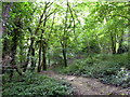 Summerfields Wood Nature Reserve