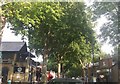 Tree canopy on Kew Station Approach