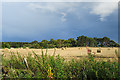 Field and Woods near Woodside