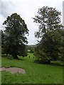 Trees in Darley Abbey Park