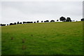 Line of trees at the top of the hill