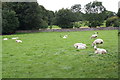 Grazing north of Redmire 