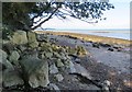 Limestone outcrop west of Ryde