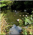 Ducks on Creigiau Pond, Creigiau