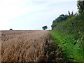 Field Margin at Pinhay Farm