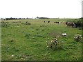 NZ2095 : Cattle grazing near East Forest by Graham Robson