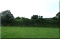 Grazing and strip of woodland near Trenowin