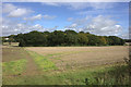 Birches Wood, near Brentwood