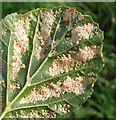 TG3203 : Leaf galls on alder (Alnus glutinosa) by Evelyn Simak