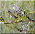 TG3204 : Willow scab or black canker on Grey willow (Salix cinerea) by Evelyn Simak