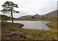 NH1721 : Scots pine, by Loch Salach a' Ghiubhais by Craig Wallace