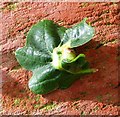 TG3203 : Galls on oak leaf by Evelyn Simak