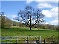 Tree in field east of Turnpike Lane