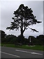 Deodar Cedar at Plas Glyn y Weddw