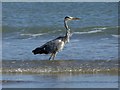 X3193 : Heron in the sea at Clonea Strand by Oliver Dixon