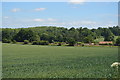 Wheat field