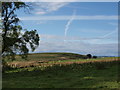 Fields near Picketlaw