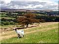 Sheep grazing above Combs