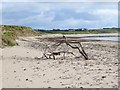 X1477 : Driftwood on the beach at Whiting Bay by Oliver Dixon