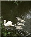 SP0957 : Swan and cygnets. River Arrow by Derek Harper