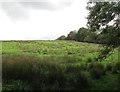 Rough grazing near Beaworthy