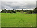 Meadow by the River Teign