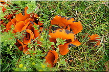 HP6213 : Orange-peel Fungus (Aleuria aurantia), between Haroldswick and Burrafirth by Mike Pennington