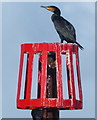 TG1843 : Cormorant on the beach at West Runton by Mat Fascione