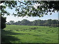 Countryside at Bridgemere