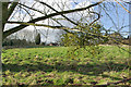 Mistletoe near Roydon Hall