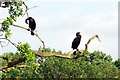 Cormorants In Highams Park