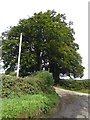 Tree by entrance to Curworthy Farm