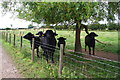 Buffalo in field beside track to Firtree Farm