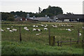 Goats at Meadows Farm near Healing