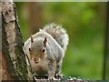 Grey squirrel in Center Parcs