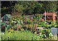 South Parks Allotments