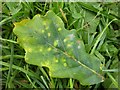 SO5063 : Oak leaf by Philip Halling