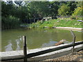 Otter enclosure at Wildwood Discovery Park