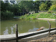 TR1763 : Otter enclosure at Wildwood Discovery Park by Oast House Archive