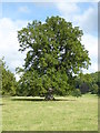 Tree in Berrington Park