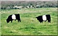 NJ5109 : Belted Galloways by Stanley Howe