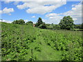 Thistles and bracken