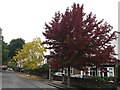 Suburban Autumn colour