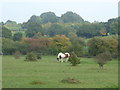 Horse in a field