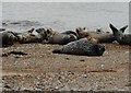 Seals at Portgordon