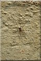 SO8843 : A spider in Croome Park by Philip Halling