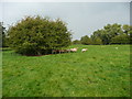 Sheep and trees on Ickleford Common