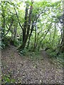 Paths to the station through woods north of Bere Alston