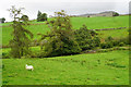 SH7137 : Sheep above Nant Islyn by Bill Boaden